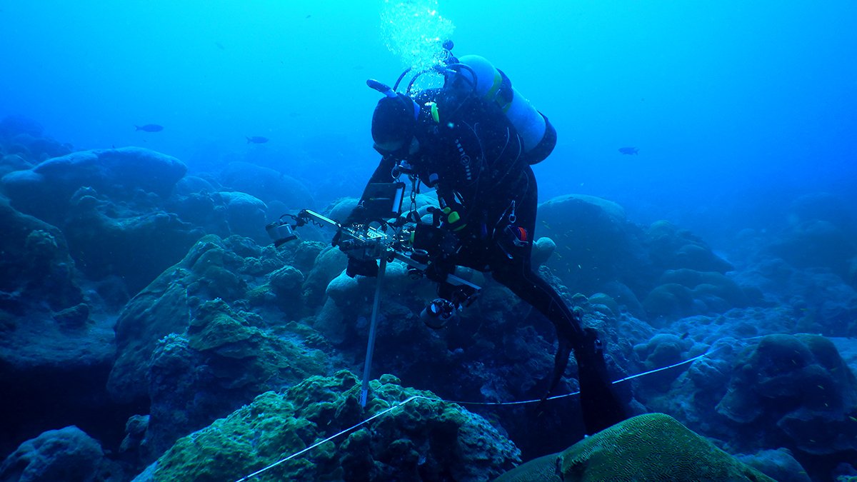 a research diver photographing a coral