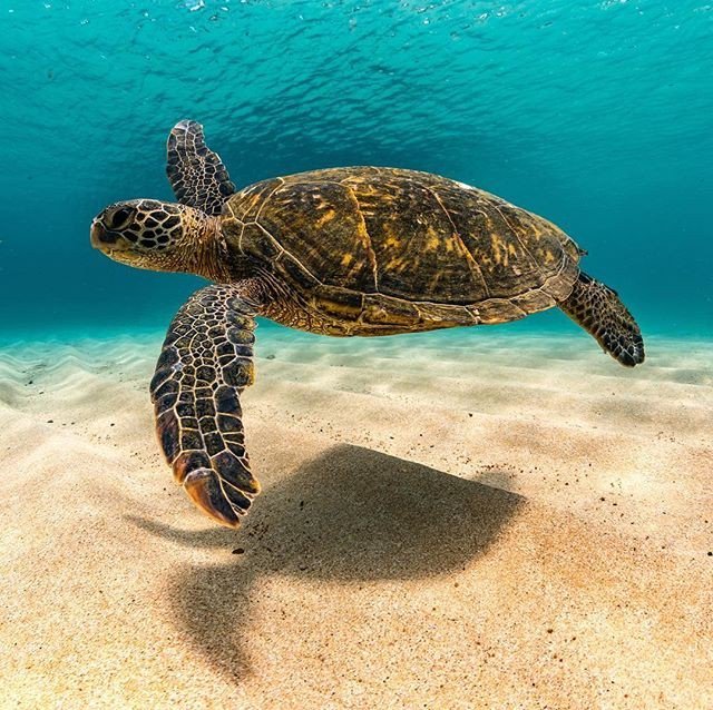 BigBlueandYou's tweet photo. #WaterWednesday: At the deepest point in the ocean the water pressure is 8 tons per square inch. This would be like one person trying to hold 50 jumbo jets! ✈🛩 📷 by @galen.neil
.
.
.
.
.
.
#TeamBigBlue #OceanConservation #YouthActivism #WomeninSTEM #… https://t.co/nEpyoe8dZC https://t.co/6vwb0OOvXX
