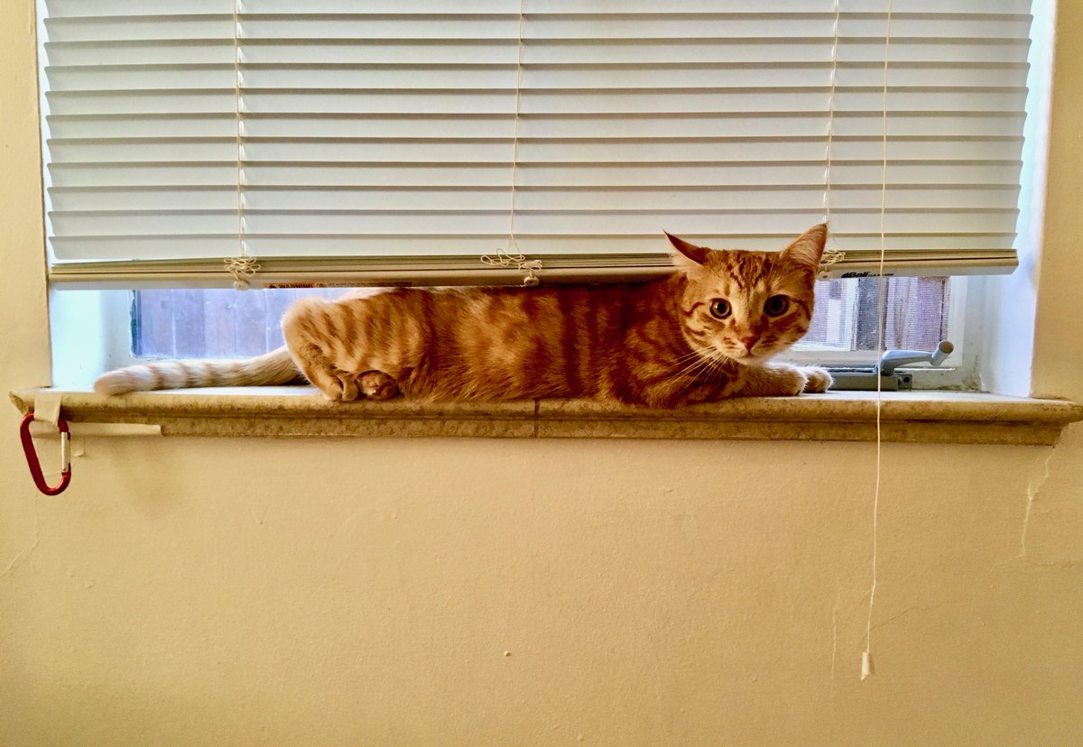 westsidepost's tweet image. #internationalcatday
 L'Orange
#WindowCat  #CatSandwich  #CatOnAHotTinRoof (Not really)