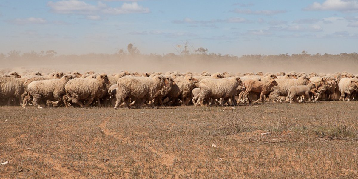 Drought management resources are located in a one-stop-shop on the MLA website and are updated regularly. Check out the tools and support services available to you here: mla.com.au/research-and-d… #agchatoz