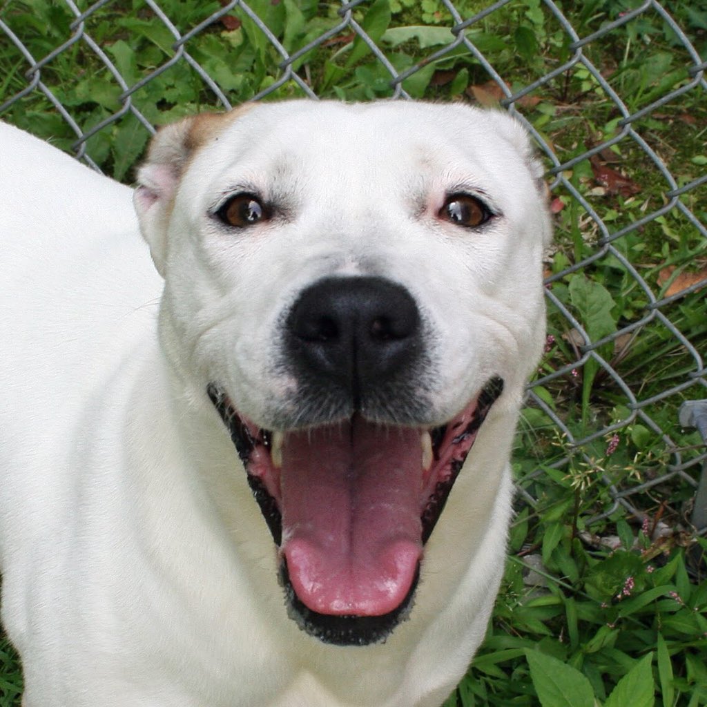 SCCAdoptionCtr's tweet photo. I’m Naomi, a sweet &amp; quiet 4-year-old #LabradorRetriever #dog. Something you may not know about me is that I love when people #readtome. Want to take a trip to the #library? You can certainly CHECK ME OUT by calling or visiting for more info about how to #adoptme! #adoptdontshop https://t.co/heJsUg9Y5b