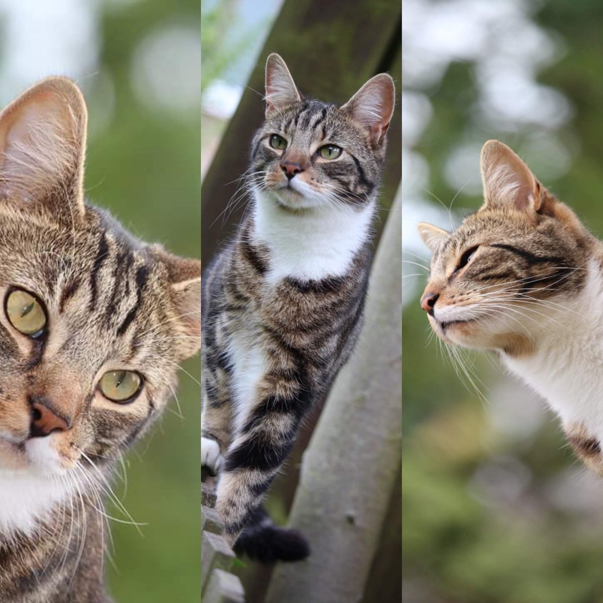 KeepinUpWithTGG's tweet photo. Happy #InternationalCatDay https://t.co/A38qYYMNhD