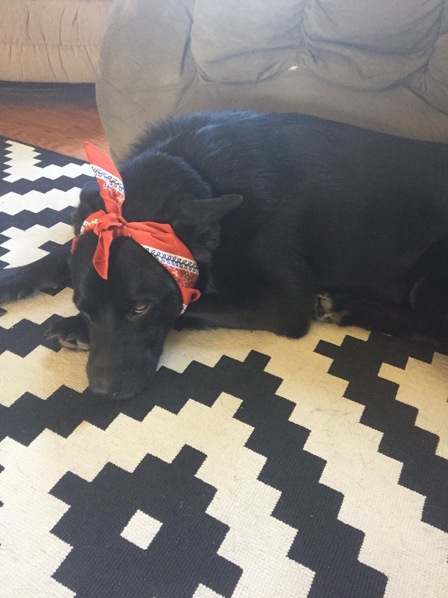 ronaldrtaylor's tweet photo. Meet Murph. Aka Aunt Jemimurph, Harriet Tubmurph 

#dogs #germanshepherd #lab #bandana #black #womanofpower #wonderfulsyrup #canitakethisoffnow https://t.co/ipkUHqw0ZT