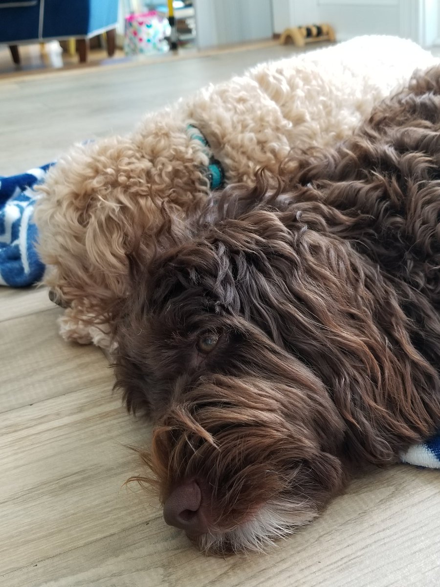 OurDogLife's tweet photo. @llovmydog Yes they do! https://t.co/UK2ixc2IcZ