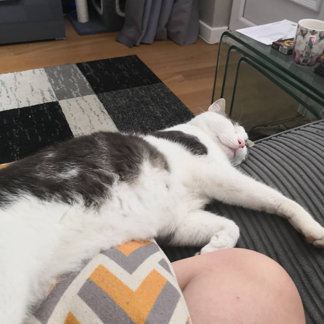 Sapphistar's tweet photo. Happy #internationalcatday to my floppy fluffy honies, Gizmo and Gray ❤️❤️

#cats #catlover #catnap #lovemycats https://t.co/xbPpPIZQgx