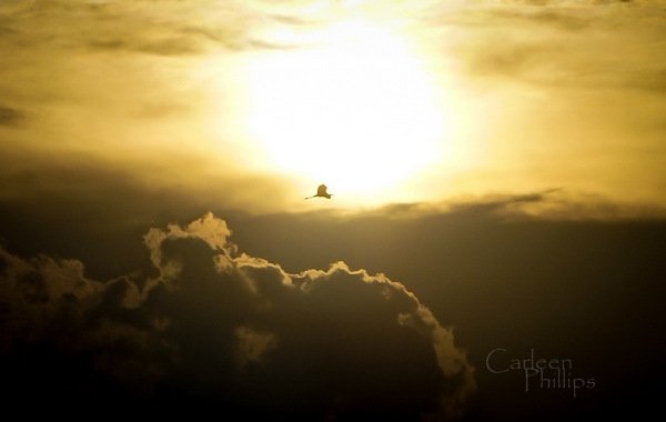 SoNPhotography's tweet photo. Soaring...
#500pxrtg #nature #photography #sunset #bird #heron #limestonepark https://t.co/033S2TGhox