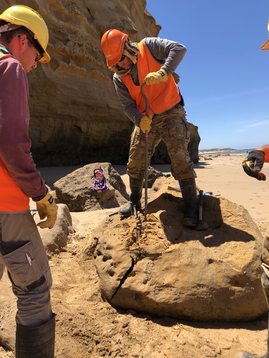 Earlier this year, @museumsvictoria palaeontologists collected an extraordinary #fossil on Victoria’s @surfcoastnotes. Today we are sharing this #discovery with the world @melbournemuseum @zieglertn @BFrancischelli @DPHocking