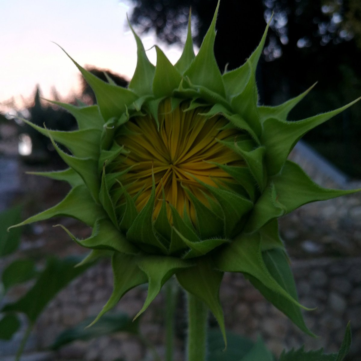 Fiorel76Nadia's tweet photo. Semplicemente.. #girasole 😍 https://t.co/yr3sc5mbTv