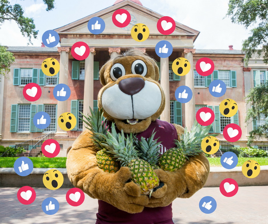 CofCalumni's tweet photo. Alumni volunteer opportunity: Join our growing team of social media savvy Cougar Online Ambassadors. Share exciting @CofC news, make a difference at the College, and win great prizes. Learn more at https://t.co/rldO8yXPik #cougarwelcome #passthepineapple https://t.co/Vf2pPhwzy4
