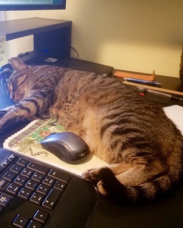 tessnetwork's tweet photo. Across the globe our feline colleagues are getting the job done. Or not. 

Introducing Patrick Schley's Nerissa (ready to answer your Tessitura questions), Shana Orr's Lincoln, Andrea Crain's Catherine and Natasha Purkiss' Ella.

#internationalcatday #teamtessitura #officecat https://t.co/zGg0PMyycu