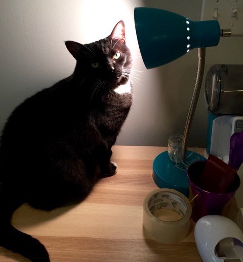 tessnetwork's tweet photo. Across the globe our feline colleagues are getting the job done. Or not. 

Introducing Patrick Schley's Nerissa (ready to answer your Tessitura questions), Shana Orr's Lincoln, Andrea Crain's Catherine and Natasha Purkiss' Ella.

#internationalcatday #teamtessitura #officecat https://t.co/zGg0PMyycu