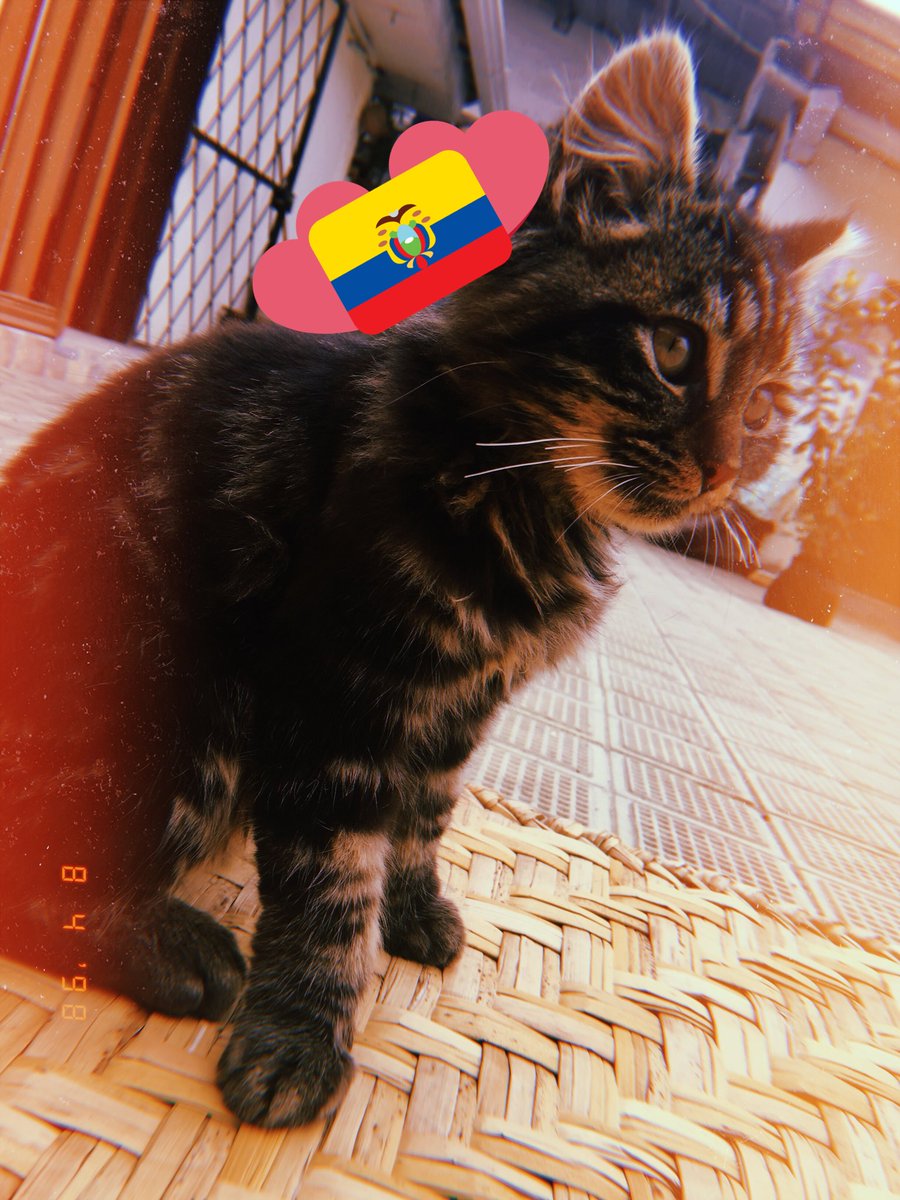 bangtanxcolors's tweet image. #TipicoQue los gatos duermen mucho todo el día 

Pueden poner My Pace de Stray Kids