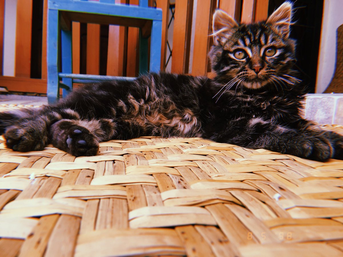 bangtanxcolors's tweet image. #TipicoQue los gatos duermen mucho todo el día 

Pueden poner My Pace de Stray Kids