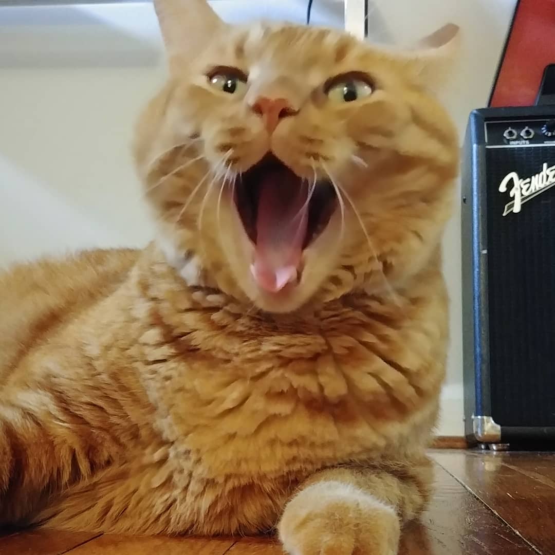 ClayAstroman's tweet photo. Happy Samcula Day. Love this dude. ππ
#spooky #spookybasement #horror #halloween #samcula #samzario #internationalcatday #catday https://t.co/M1GEn9xHzI