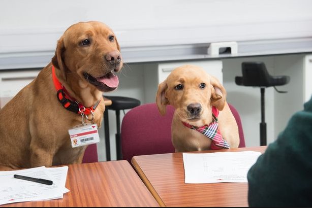 Pet Food Institute tweet media