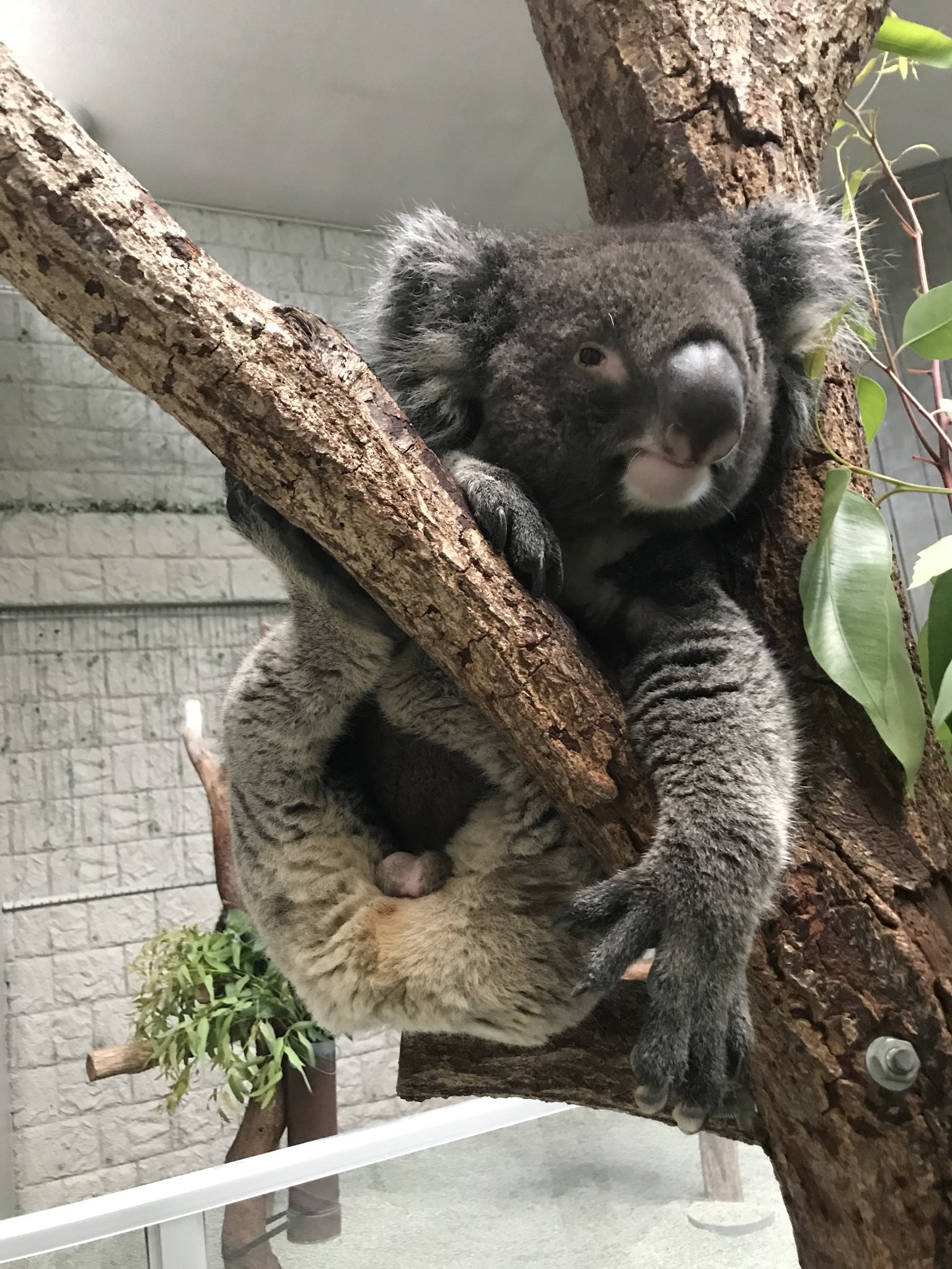 イングランドの丘 動物スタッフ 公式 Twitterren 匿名さんからの質問 コアラってち こあるん 良いところに気づきましたね オスにはちん ペニスがありますが 普段は穴の中に収納されていて見える機会はほとんどありません トゲトゲがあったり先端が二股に イングランドの丘 動物スタッフ 公式 Twitterren 匿名さんからの質問 コアラってち こあるん 良いところに気づきましたね オスにはちん ペニスがありますが 普段は穴の中に収納されていて見える機会はほとんどありません トゲトゲがあったり先端が二股に