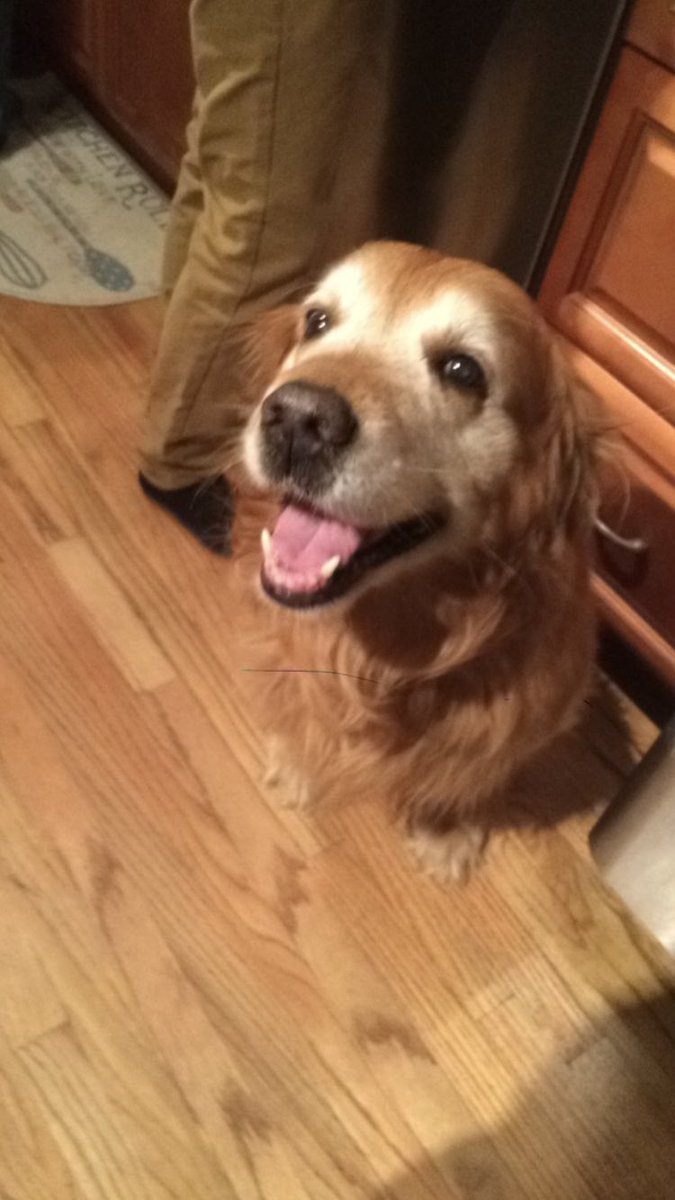 MaxNaranjo1's tweet photo. One of the hardest goodbyes I’ve ever had. My best friend for the past 14 years. I’ll miss your unconditional love and your happy nature. You’re the goodest boy this world has ever seen. Rest easy hampy, you will live on in my heart forever❤️❤️ https://t.co/uEFj7iQHW2