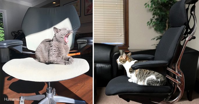 Happy #InternationalCatDay! Find your purrrrfect chair: bit.ly/2vmfaGo