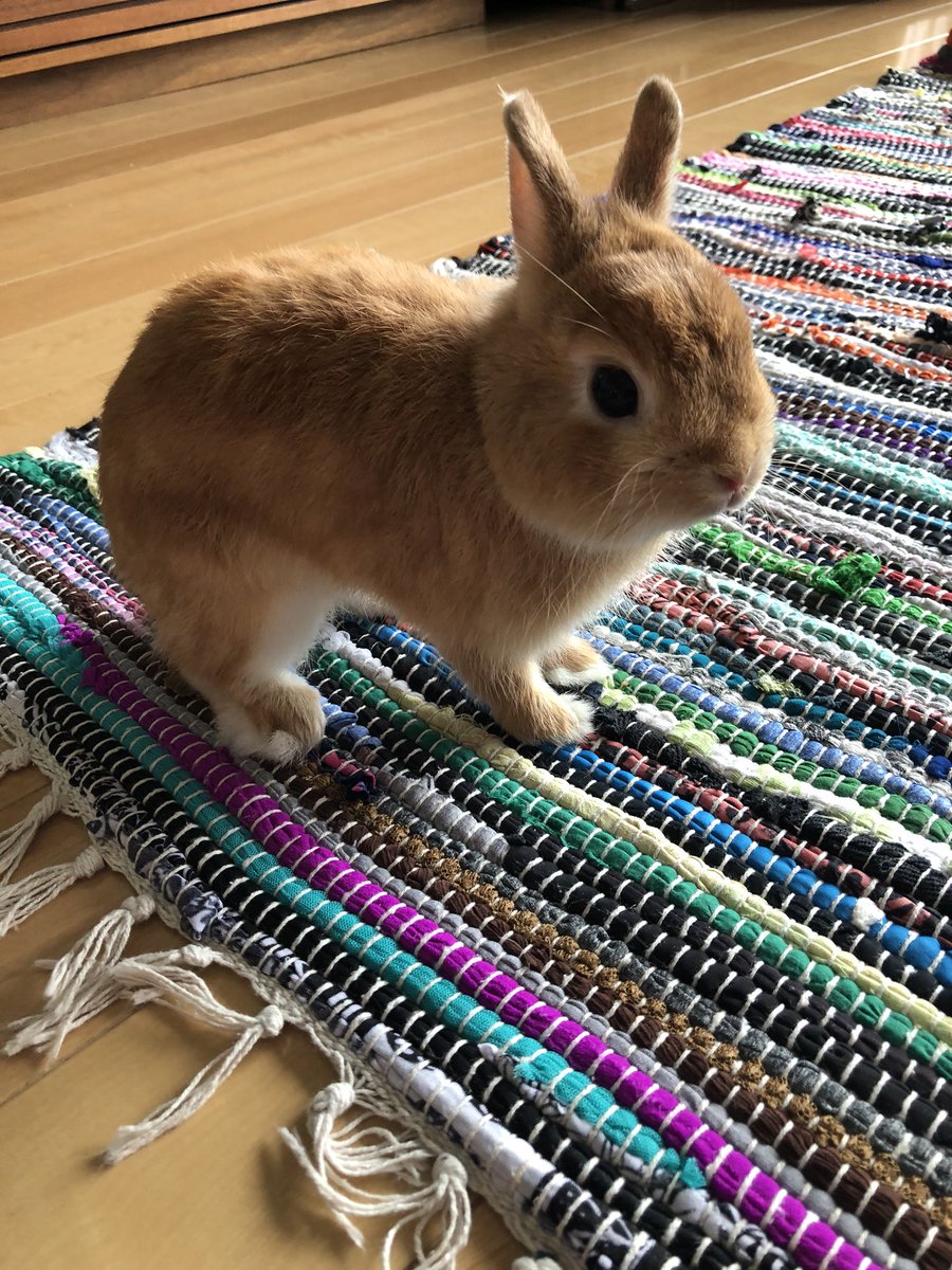 加藤いづみ 久々のミロ ７ヶ月になりました なかなかのイケメンです トイレも覚えたし 穏やかないい子 でも なかなか 大きくならない もう少し大きくなってね ネザーランドドワーフ 親バカですみません