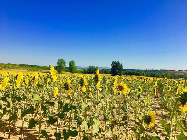 patchofgreen_ca's tweet photo. Reposting @corresedos:
Tornasoles #summer #mtb #mtblife #adventure #training #neverstopexploring #vscocam #bs_world #pic #picoftheday #photo #photooftheday #instagram #instagood #igers #igersleonesp #beautiful #love #leonesp #spain #nature #wildlife #wild #sobarriba #hot #blue https://t.co/eljgQYjud0