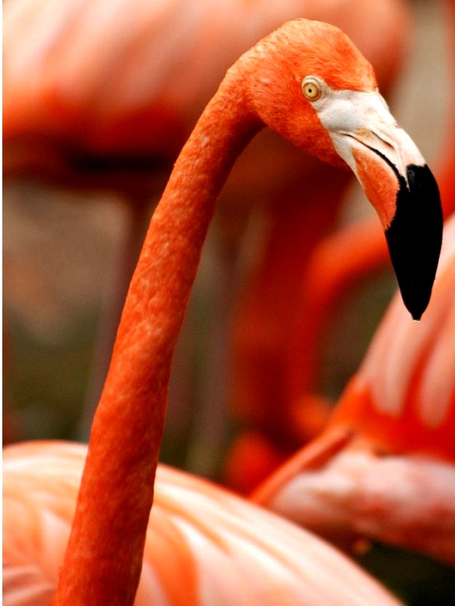 gvald2's tweet photo. I ❤ Flamingos Dallas but if poverty is the fastest grwing segmnt of pop.then we should spend the same amt on battling homelessness as we do on the zoo.
C.O.D on Hmless - $8.25M
C.O.D on the Zoo - $14M
Austin on Hmless- $30M
SF city on Hmless- $250M
 #LookingForCourage #Dallas https://t.co/QS7SQDPw1d