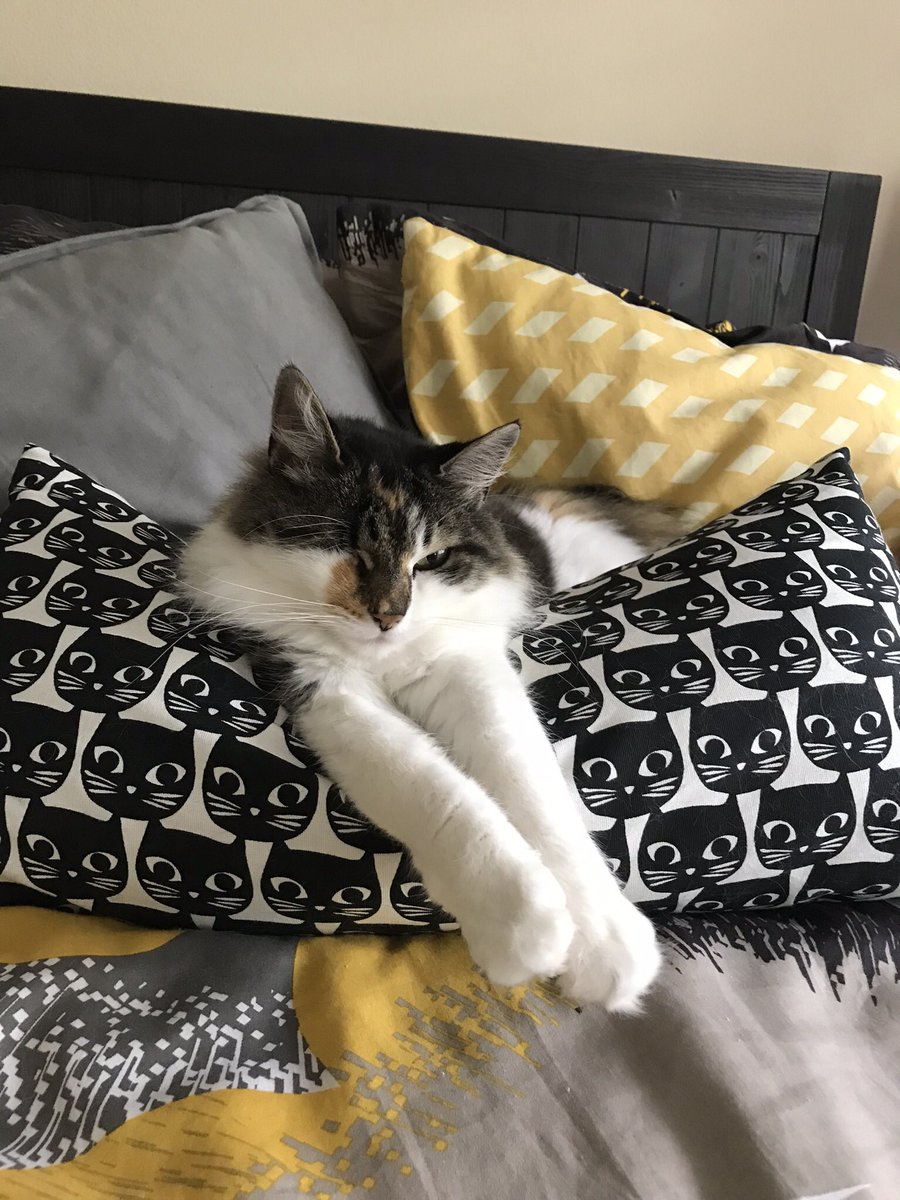 SwiftkeyShow's tweet photo. @BeckBeckaroo_ @Chickanoodles @enzyonce Did someone say kitty pictures? 😻 https://t.co/zjLkfywlDK