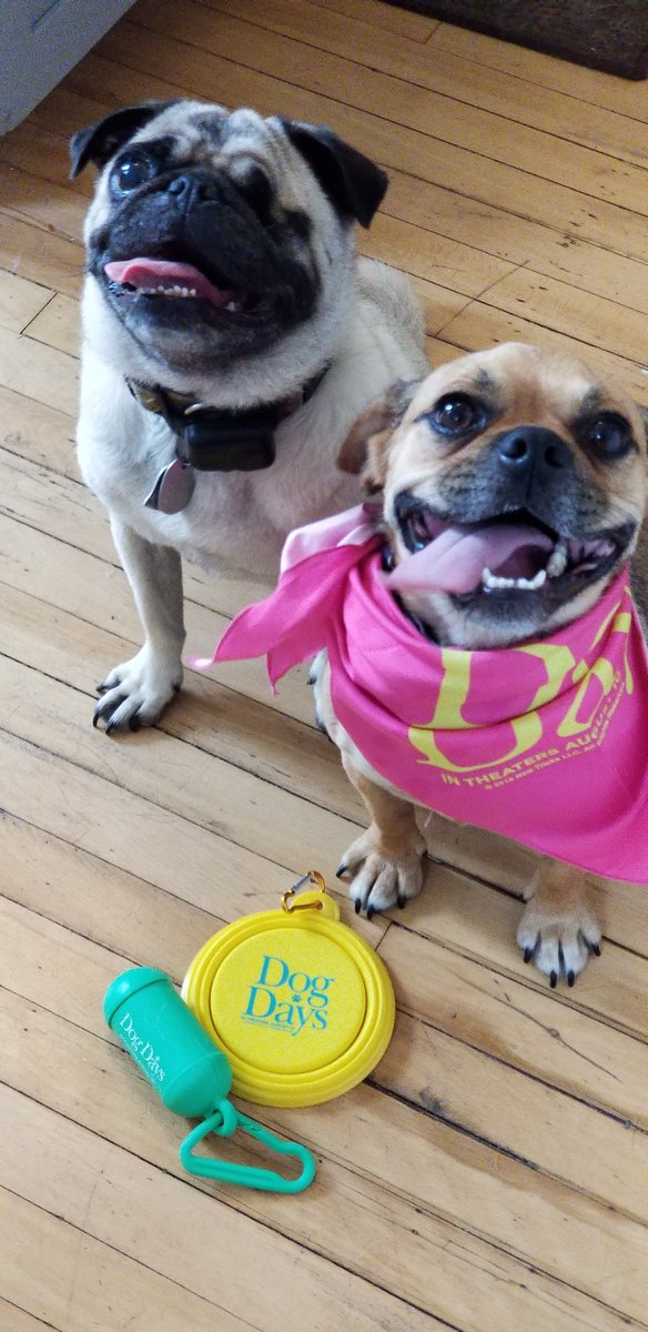 MamasGeeky's tweet photo. These two crazy k-9s really wish they were allowed in movie theaters so they could go see @DogDaysTheFilm with us! It's in theaters now and you really need to go see it! #DogDays #LDEntertainmentPartner https://t.co/iVSl5DYVpt