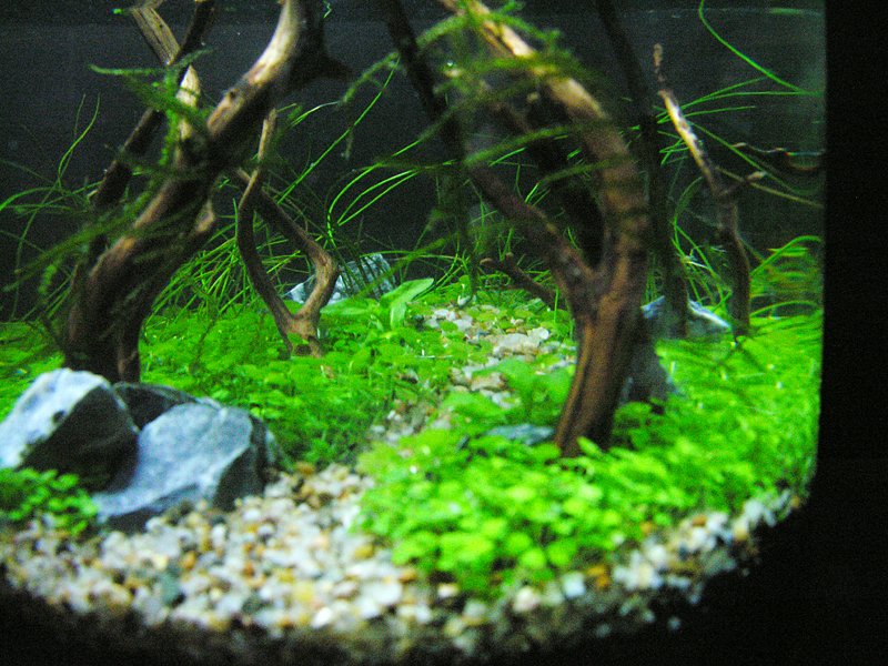 しゅやさん Pa Twitter 立ち上げ日 8 2 レイアウト完成 8 9 水槽 ラウンド15cm 濾過 無 照明 太陽 Gex Leaf Glow 二酸化炭素 注水後有 使用水草 プランツシード ウィローモス ヘアーグラス レペンス コンセプト わっさわさ の森 しゅやさん Pa Twitter 立ち上げ日 8 2 レイアウト完成 8 9 水槽 ラウンド15cm 濾過 無 照明 太陽 Gex Leaf Glow 二酸化炭素 注水後有 使用水草 プランツシード ウィローモス ヘアーグラス レペンス コンセプト わっさわさ の森