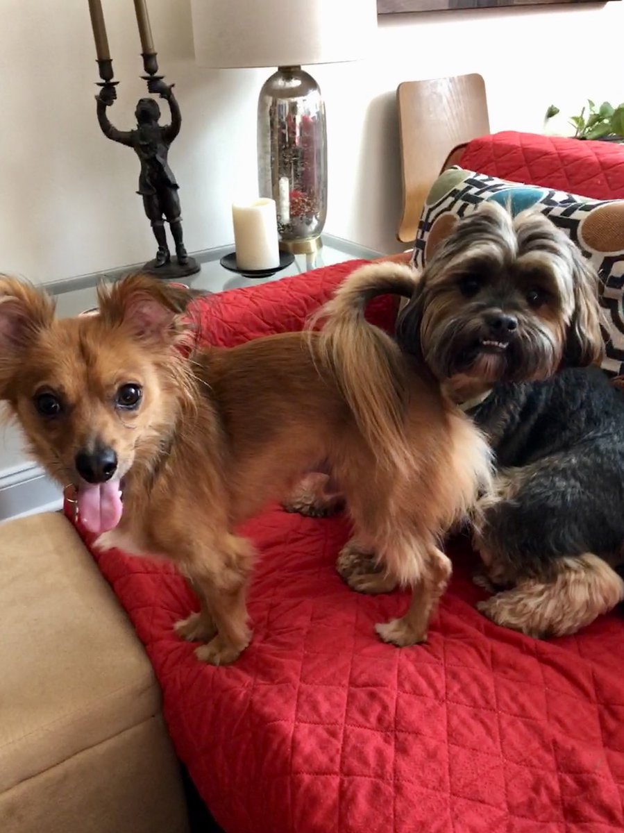 Samy & Milo taking a well-deserved rest after an hour of nonstop doggie wrestling #doggieplaydate #pomeranian #chiwawa #shihtzu #yorkie #mixedbreeds #RescueDogs