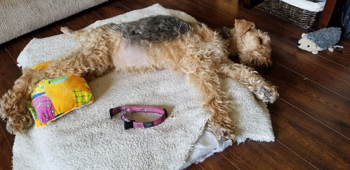LunaAiredale's tweet photo. Hi furfriends, mom and dad are keeping me comfortable. I think my days are almost over.  Keep your tails up friends #sickdog #DogsofTwitter #airedale #airedaleterrier https://t.co/4y9Xf3TTMQ