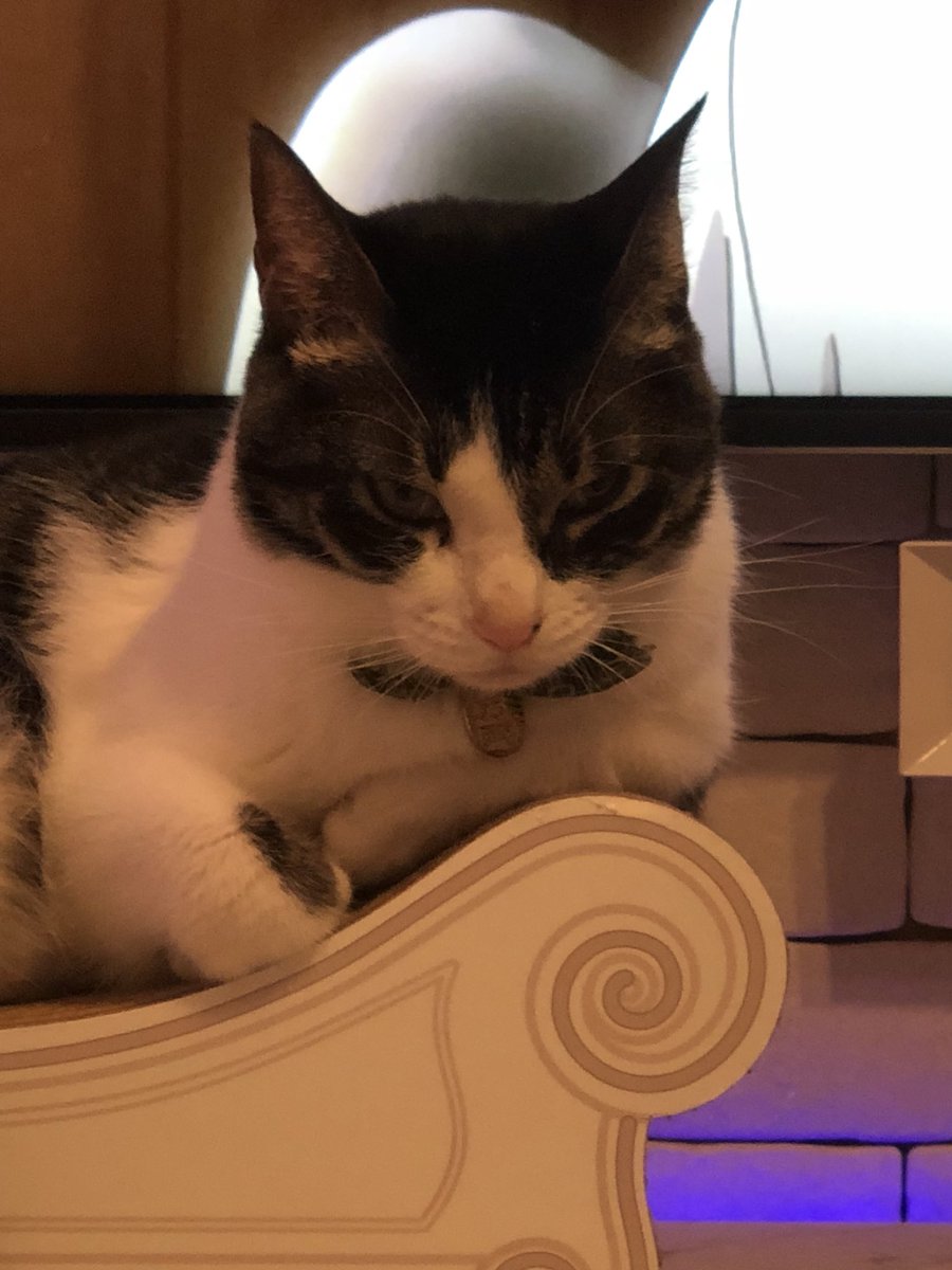 響介 進撃の巨人見てるんだけど 話がシリアスすぎて エルヴィンの気難しげな顔見てついつい同じ顔 になっちゃってる僕を見てついつい同じ顔になっちゃってる猫 なんて険悪なムードなリビングだ