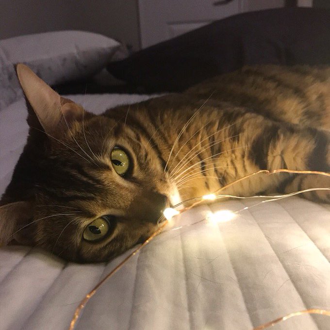 #InternationalCatDay2018 https://t.co/js8VgYsCWA<a href="/tag/internationalcatday2018"class="tags">#InternationalCatDay2018</a>