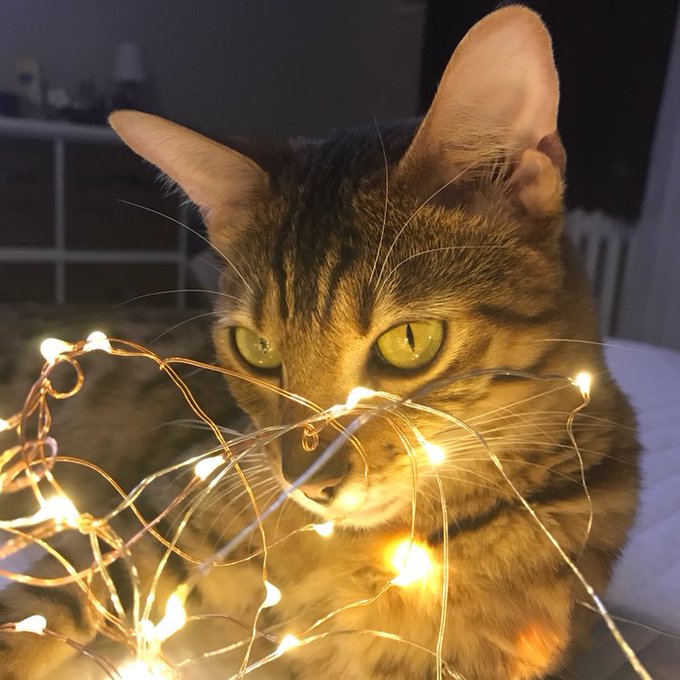 #InternationalCatDay2018 https://t.co/js8VgYsCWA<a href="/tag/internationalcatday2018"class="tags">#InternationalCatDay2018</a>