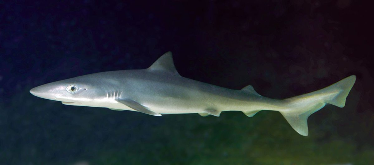 OtletResearch's tweet image. We&apos;ve got scientists looking for muscle/fin clips from tope sharks (aka school shark, Galeorhinus galeus) for molecular ecology &amp;amp; population genetics research, can you help? Take a look on Otlet (buff.ly/2uIBE4c) and RT to spread the word. #samplesforscience #sharkscience