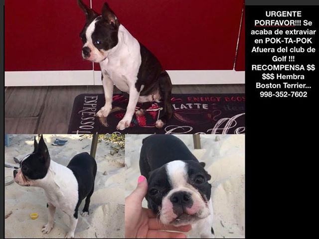 Tierradanimales's tweet photo. #BuscanDOG lo has visto ? #Cancun pf RT #SosRFQR https://t.co/jySxoj3NWf