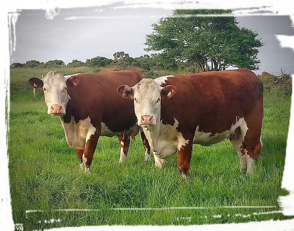 Mother and daughter #salbriherefords