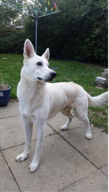 VegaJason's tweet photo. Need your help #Winnipeg Father in laws dog was attacked by a large breed dog white in color in the South Dale area. Owner fled the scene after attack. Younger girl with dreads and black/white bike. The pictures show broken ribs among other things. Dog looks similar to last photo https://t.co/aHgE90yH1p
