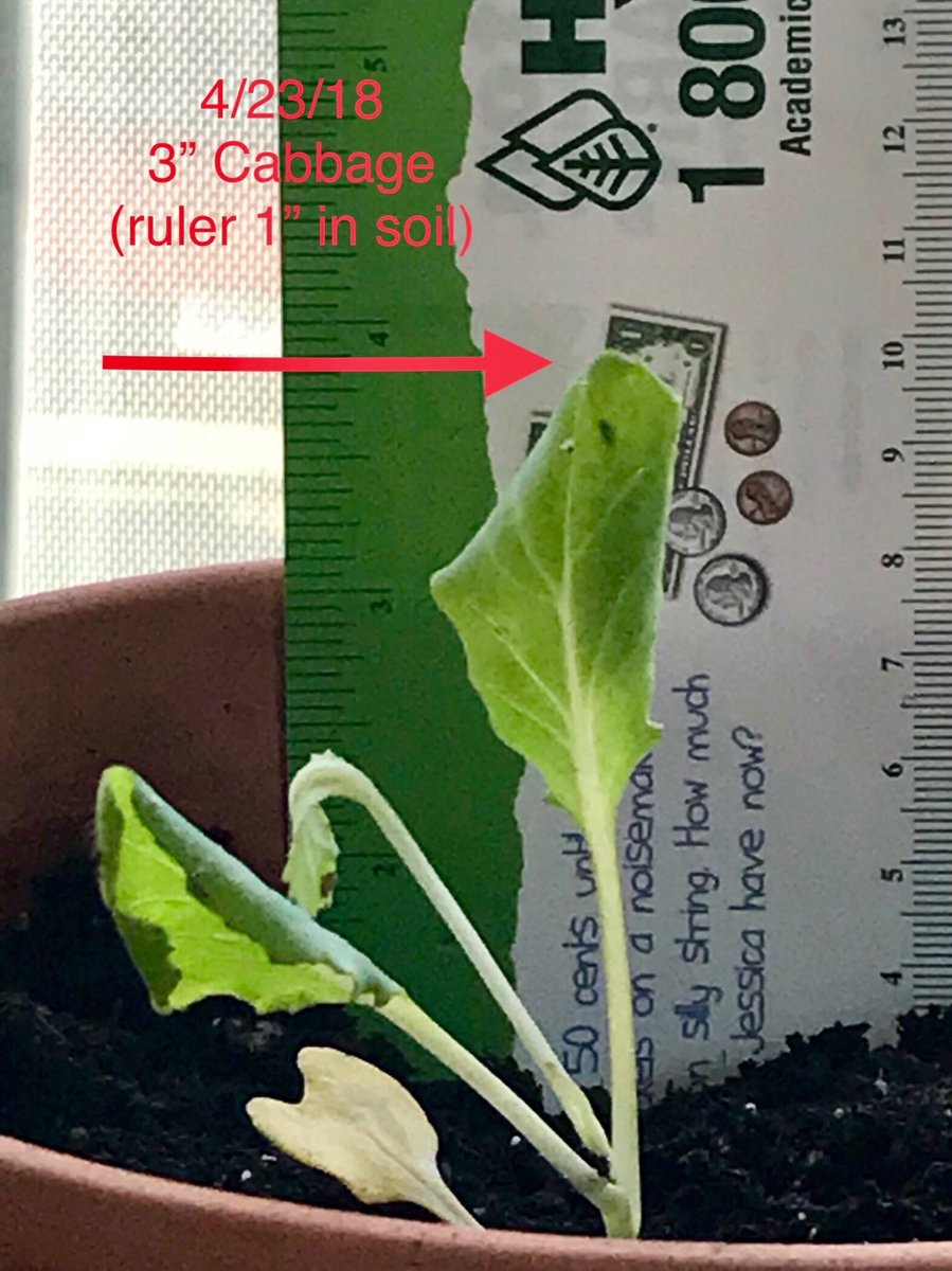 RebeccaMazz's tweet photo. Look! We grew a cabbage!!! #bonniecabbageprogram @bonnieplants great job Dominick!!! It survived bugs and slugs. Going to make something delish! @debra_enright #claremont20 https://t.co/jTRpdM9wzS