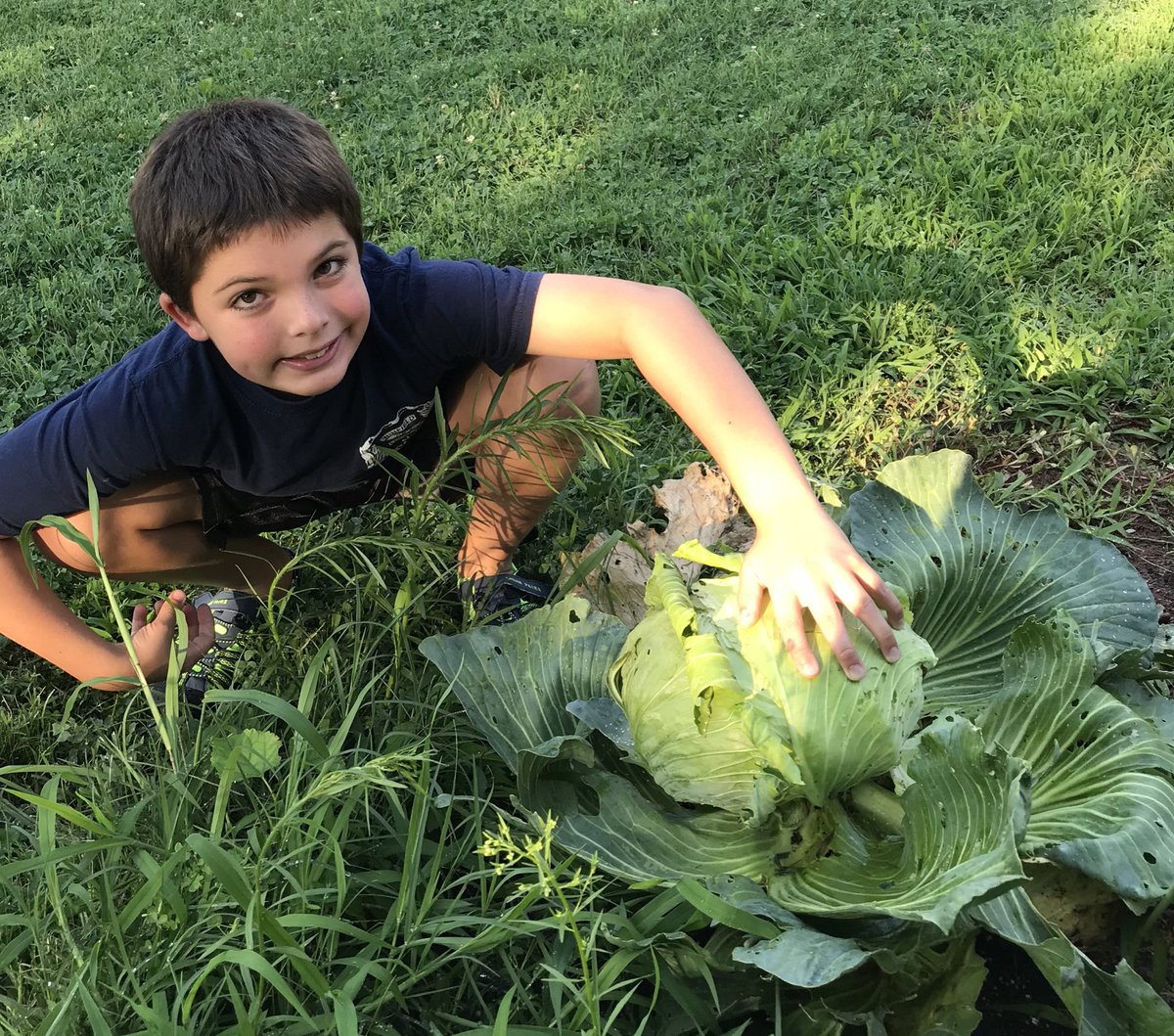 RebeccaMazz's tweet photo. Look! We grew a cabbage!!! #bonniecabbageprogram @bonnieplants great job Dominick!!! It survived bugs and slugs. Going to make something delish! @debra_enright #claremont20 https://t.co/jTRpdM9wzS