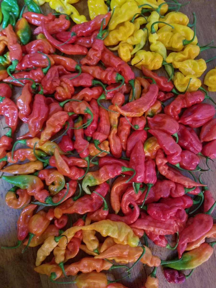 2ndHandSmokeLLC's tweet photo. First harvest of the year! https://t.co/SvlVMz7BPO