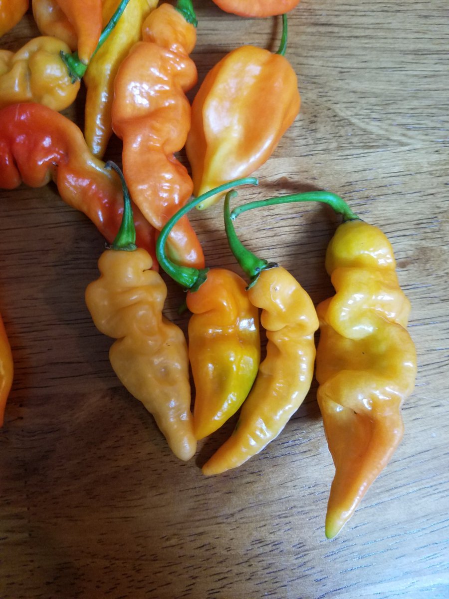 2ndHandSmokeLLC's tweet photo. First harvest of the year! https://t.co/SvlVMz7BPO