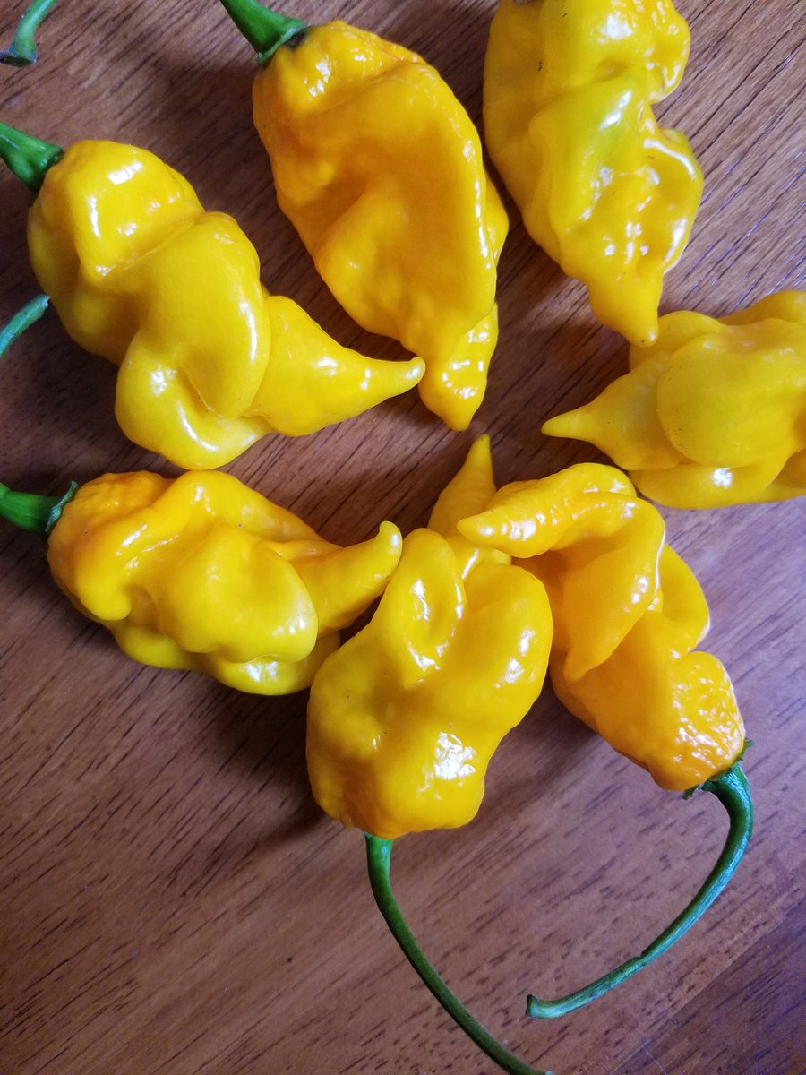 2ndHandSmokeLLC's tweet photo. First harvest of the year! https://t.co/SvlVMz7BPO