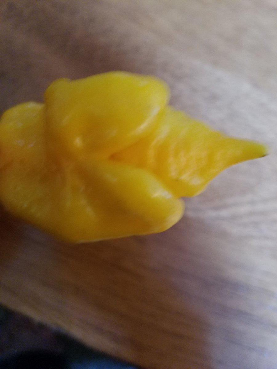2ndHandSmokeLLC's tweet photo. First harvest of the year! https://t.co/SvlVMz7BPO