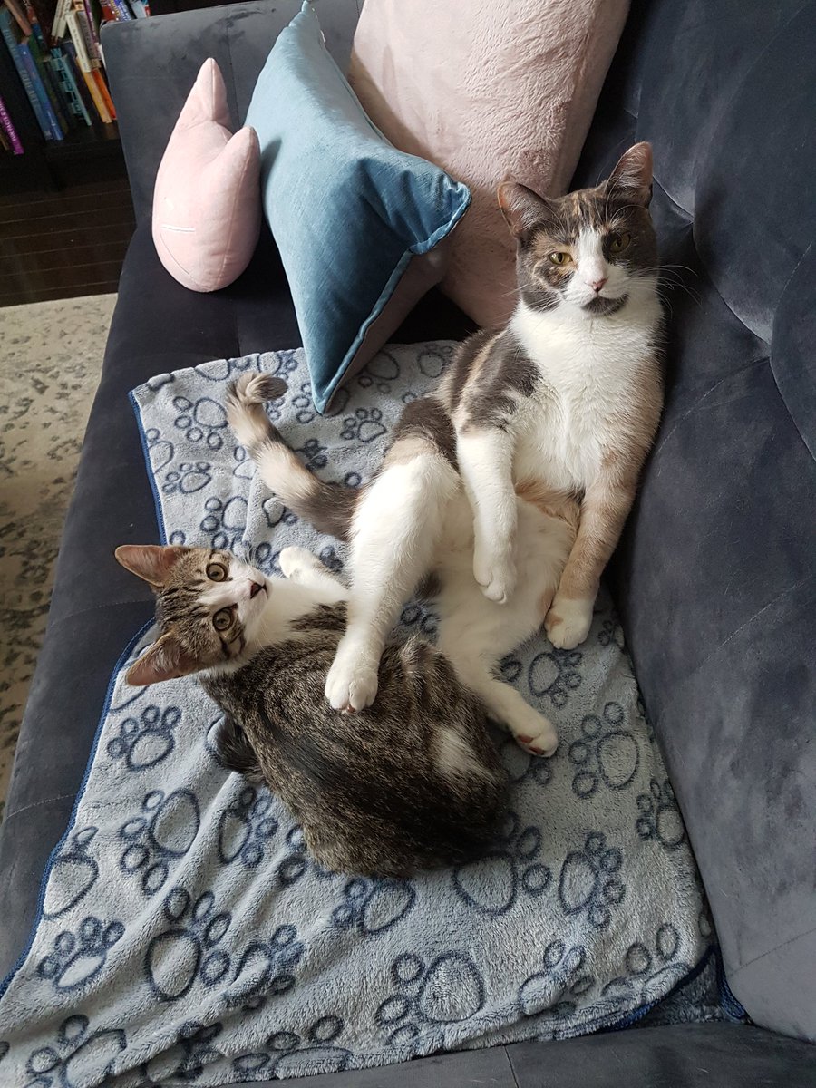 timsmum's tweet photo. @BTtoronto Coco (The Boss) and little Logan #InternationalCatDay2018 https://t.co/mLLXV5Psjc