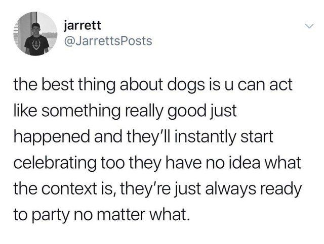 Dogs are just the best.