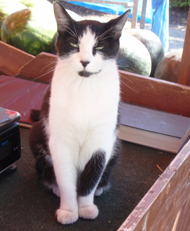 Purr-fect for #InternationalCatDay
The farm stand #cat with #veggies &amp; #fruit.