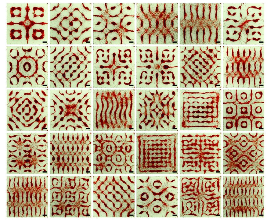 Stanford's tweet photo. Art or science? Using acoustics, @StanfordMed's Sean Wu and Utkan Demirci can shepherd heart cells into nearly any configuration they want — opening the door to better engineered cardiac tissue, and more realistic disease modeling and drug screening. https://t.co/2TeTInEZQ1 https://t.co/Rtq016QARz
