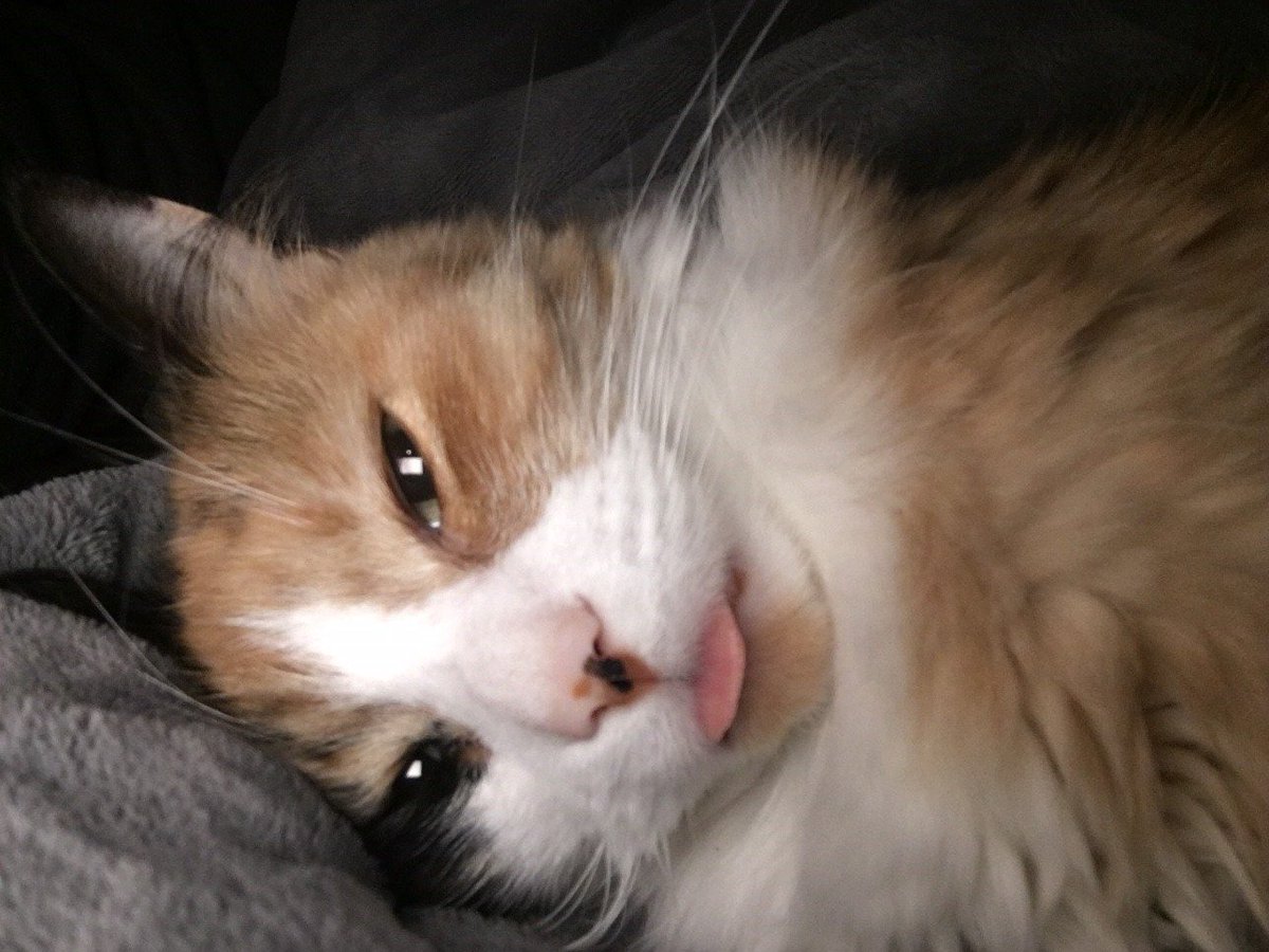 keithcorebts's tweet image. Happy #InternationalCatDay2018