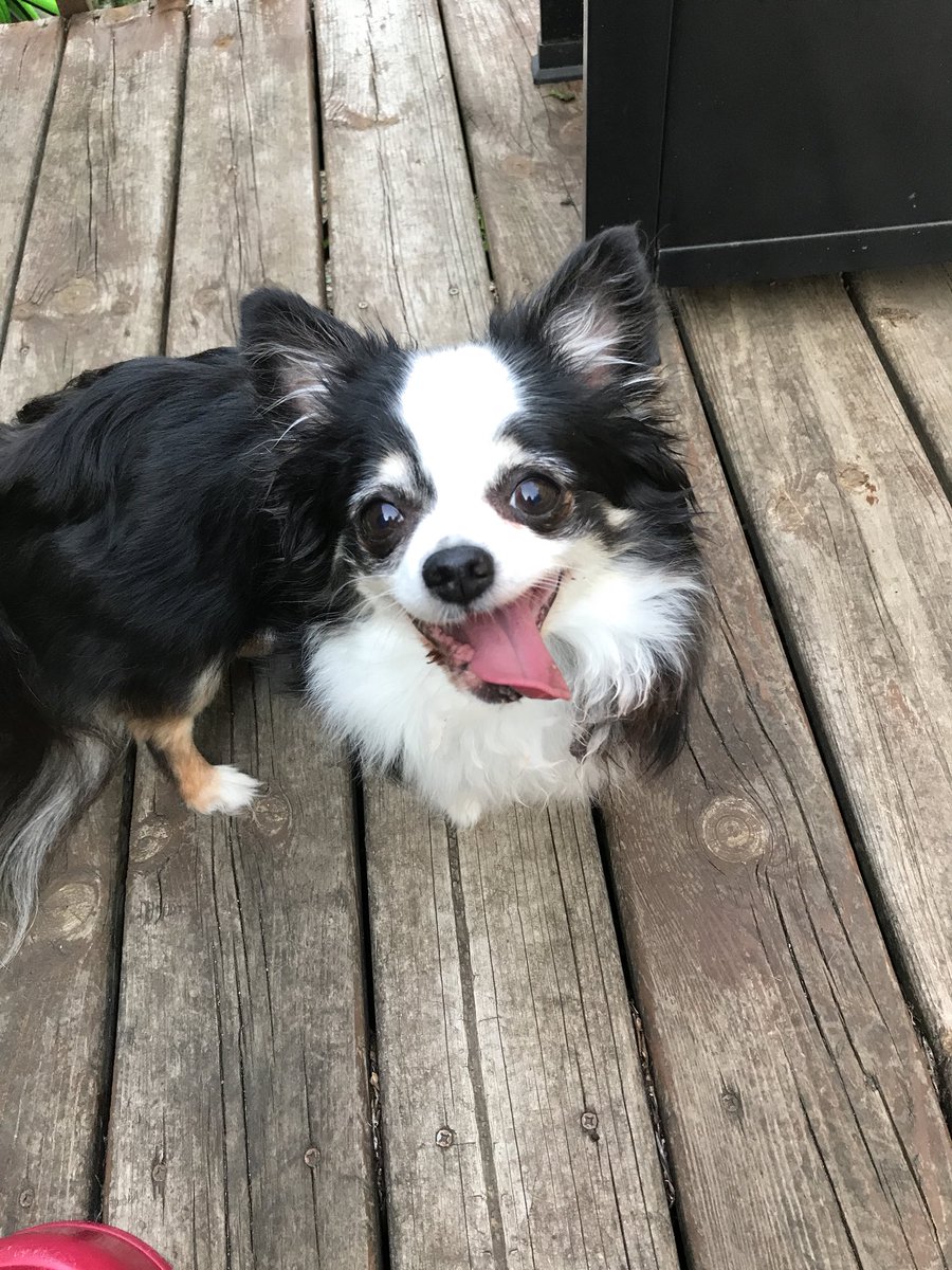 KrishaShine's tweet photo. I’m torn if I share a picture of my dog for #InternationalCatsDay. Everyone says he’s a cat #tinydogproblems #ijustwannasleepallday https://t.co/rUX72vWnv9