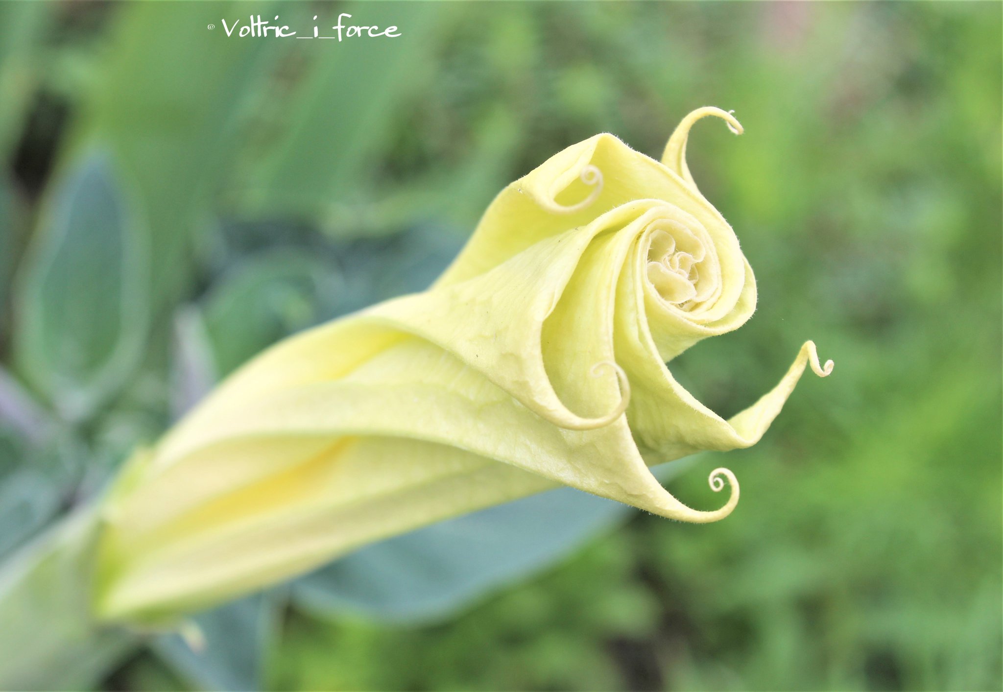 Vtifカスタマイズ V Twitter 今日の花の一つ ダチュラ ナス科チョウセンアサガオ属 毛朝鮮朝顔 一年草又は多年草で上向きの花を付けます 蕾が折りたたみ傘みたい 左側 で くるんっとなった花弁の先がcute 8月9日 誕生花の一つ ダチュラ 花言葉の中から 素敵